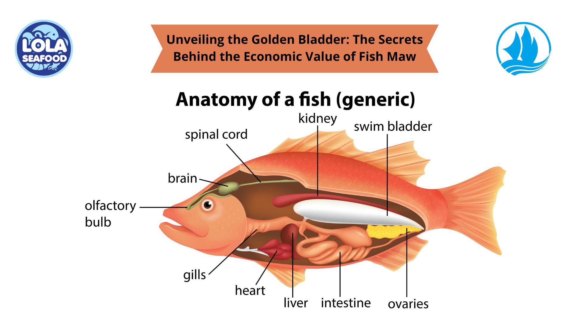 Unveiling the Golden Bladder: The Secrets Behind the Economic Value of Fish Maw